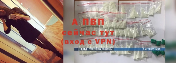 сатива Беломорск
